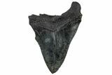 Serrated, Fossil Megalodon Tooth - South Carolina #301821-1